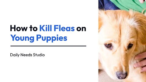 How to Kill Fleas on Young Puppies | Daily Needs Studio