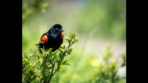 A cute Red-winged Blackbird