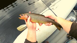 |4K| SLAYING CUTTHROAT Trout in Beautiful PNW Pond