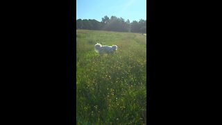 Polish Tatra sheepdog