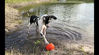 Great Dane Has Fun Splashing and Dashing In the Mud with His Jollyball