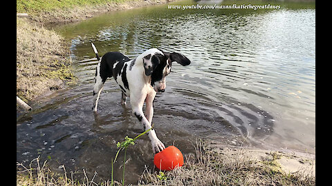 Great Dane Has Fun Splashing and Dashing In the Mud with His Jollyball