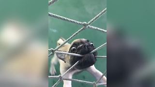 Funny Pug Dog Tries To Bite Through A Net