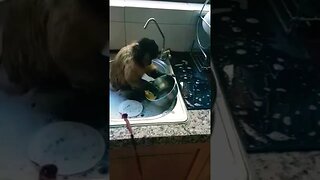😘 Cute Monkey Washing Dishes 😘