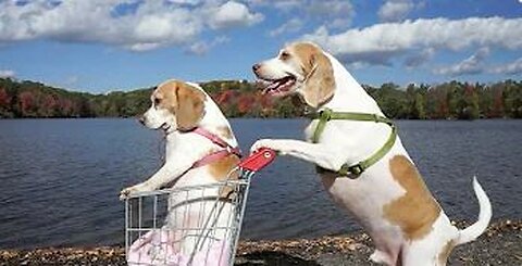 Canine Adventures: Shopping Cart Expedition Around Town!