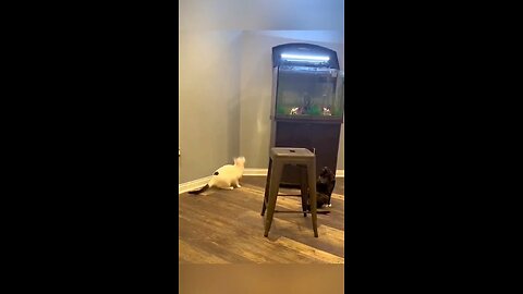 cat fun videos