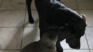 British shorthair cat loves his Labrador buddy