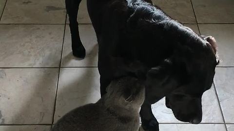 British shorthair cat loves his Labrador buddy