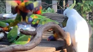 Cockatoo engages in pecking disorder while trying to protect food from feathered thieves