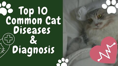 10 Reasons Your Cat Could Be Sick You'll Be Shocked #cat #cute #viral #cats #cute #catvideos #feline