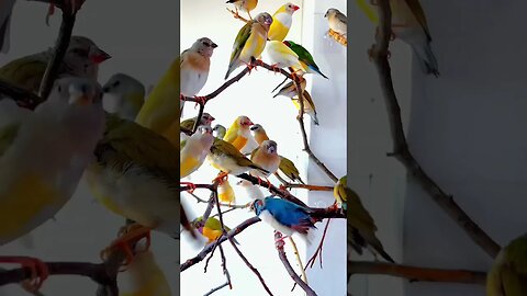 colourful birds #shorts #ytshorts #viralshorts