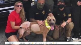Severely tortured dog becomes Lee County's newest Deputy Dog
