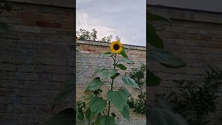 My sunflowers taller than the wall!