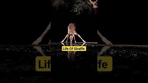 Eat tour food, sleep under the stars and explore new cultures. That’s #giraffe life #wildlife