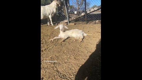 Cute baby goat wattles #animals #cute #random #goat #wattles #love