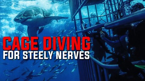 UNDERWATER VACATION | SCUBA DIVING | RECREATIONAL DIVERS | SCUBA RECORDS | A CAGE DIVE