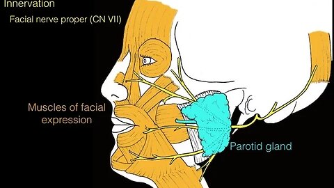 Facial nerve and facial muscles