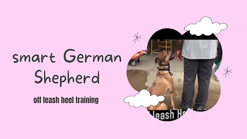 Smart German shepherd Off leash heel training