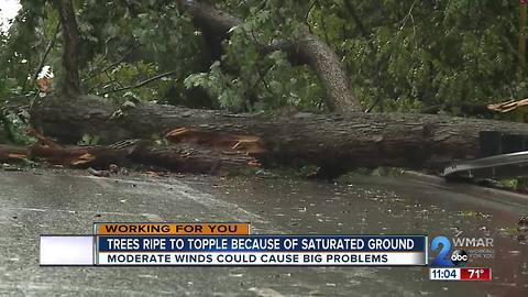 Saturated ground has some trees on last limb as Florence approaches