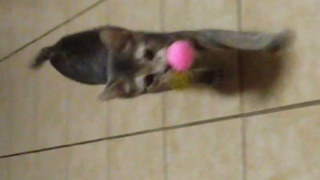 This Cat Loves To Play Fetch