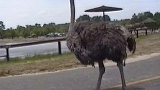 Ostrich got some swagger