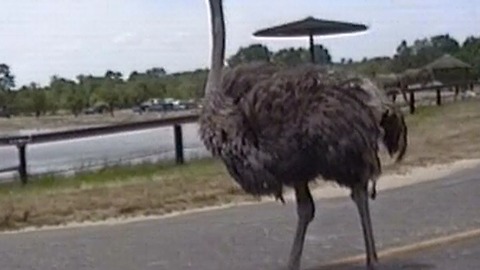 Ostrich got some swagger
