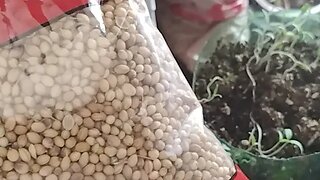 Will This Work?? Planting Bulk Seeds