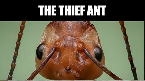 The Extra Ordinary Thief Ant
