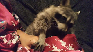 Needy Raccoon Demands Human Petting At All Times