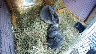 Tiny Fluffy Rabbits