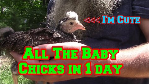 The BEST Baby Chick Video On YouTube TODAY | chickens | shed to house | tiny cabin | homestead