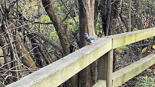 Blue Jay James Gardens Toronto 3