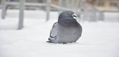Watch the pigeons catch snowflakes