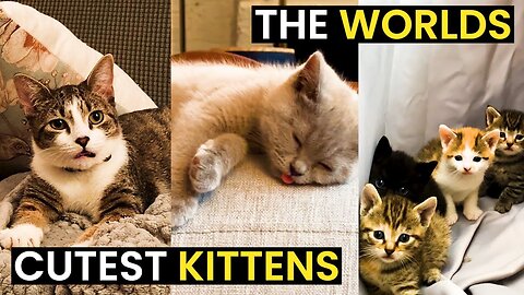 The WORLDS Cutest Kittens - TOP 43 Cutest Cats Compilation