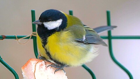 Great Tits Eating Ham on Green Fence