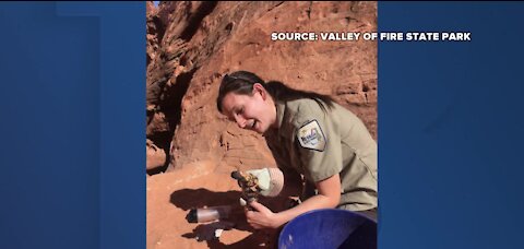 Gila monster rescued at Valley of Fire