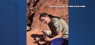 Gila monster rescued at Valley of Fire