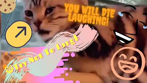 🐱It's TIME for LAUGH🐱! Funny Cat Video to Keep You Smiling 2021! 🐱