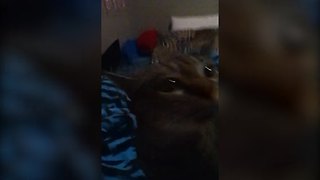 Cute Cat Makes Funny Noises