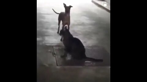 Wait For It 😂😂😂 #Cats #Dogs #FunnyVideos #FunnyAnimals