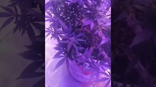 Today In The Grow Room #2