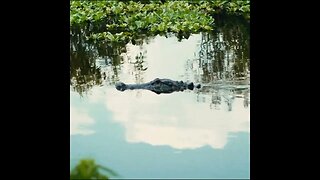 Florida gator