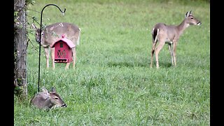 Texas Night Hogs & Deer Weekly, 4/12/23