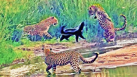 Leopardos Se Dá Mal Ao Atacar Texugo