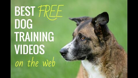 Best dog training skill to try