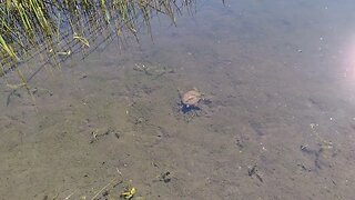 See the baby turtle? Part2 https://www.thescifishortstorywriter.com comment about it's new thoughts.