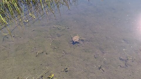 See the baby turtle? Part2 https://www.thescifishortstorywriter.com comment about it's new thoughts.