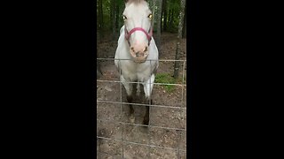 Dusty Rose my Appy Mare 4/6/24