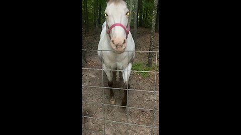 Dusty Rose my Appy Mare 4/6/24