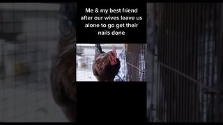 Chicken fight
